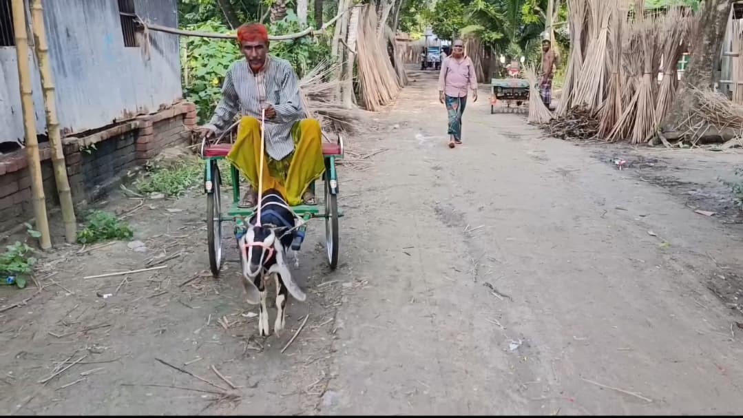 ছাগলের গাড়ি বানিয়ে আলোড়ন সৃষ্টি করেছেন শৈলকুপার নজরুল ইসলাম